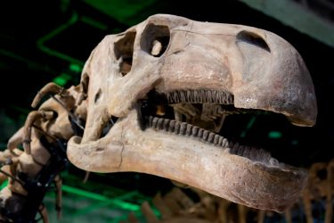 羽毛を持つ巨大な恐竜―竜脚類の驚くべき進化